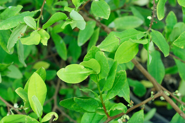 Close-up picture of leaves of Erythroxylum coca. Jardin Botanico de Bogotá : Botanical Garden of...