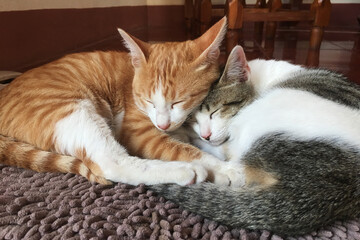 Lovely cat lays blissfully under sun. Cute cat with sleepy eyes.  Cute pet. a domestic feline basking in natural light.