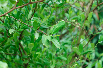 Obraz premium Close-up picture of leaves of Erythroxylum coca. Jardin Botanico de Bogotá : Botanical Garden of Bogota, Colombia.