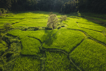 Aerial view on green rice field In the rural forest