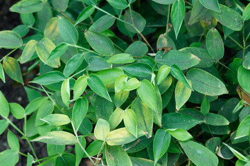 Close-up picture of leaves of Maranta arundinacea, or arrowroot, West Indian arrowroot, obedience plant, Bermuda arrowroot, araru, araruta, ararao or hulankeeriya. Botanical Garden of Bogota, Colombia