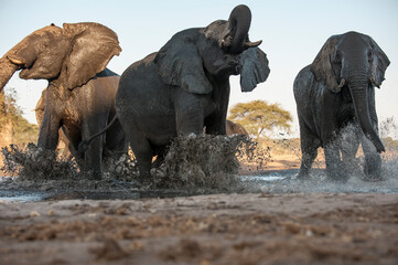 elefanti in BWA © Davide Antoniani
