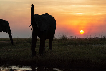 elefanti in BWA © Davide Antoniani