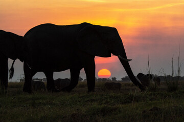 elefanti in BWA © Davide Antoniani