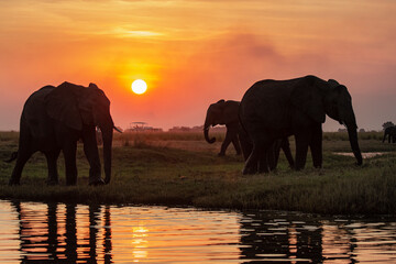elefanti in BWA © Davide Antoniani