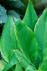 Close-up picture of leaves of curcuma longa. Jardin Botanico de Bogotá : Botanical Garden of...