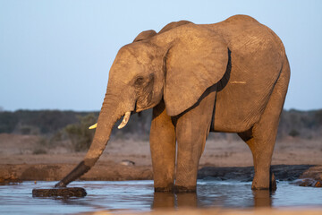 elefanti nei pressi di un fiume in botswana , africa