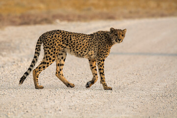 ghepardo , africa 2023