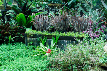 Tropical vegetation inside the greenhouses of the Jardín Botánico de Bogotá : Botanical Garden...