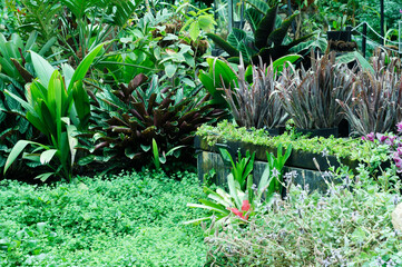 Tropical vegetation inside the greenhouses of the Jardín Botánico de Bogotá : Botanical Garden...