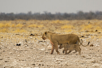 Fototapeta premium lions in bwa 