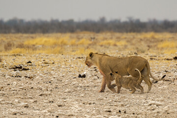 lions in bwa
