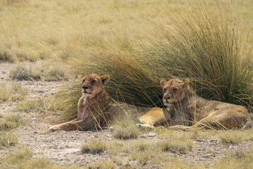 lions in bwa
