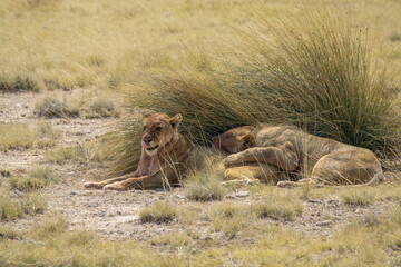 lions in bwa
