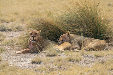 lions in bwa
