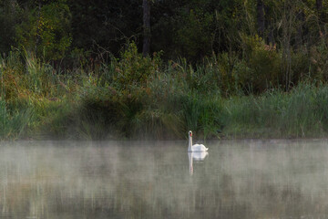 Swan on blue lake water on sunny day, swans on pond in fog, nature series