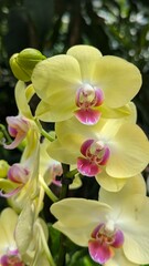 Elegant Yellow Orchids In Full Bloom On Green Blurred Background, Close Up