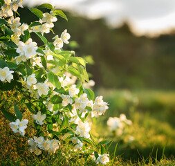 Obraz premium white flowers of the forest