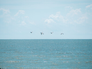 Seagulls at the beach 