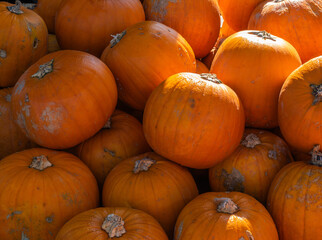 Hokkaidokürbisse Kürbisse Speisekürbisse in Sonnenlicht ausgefüllt