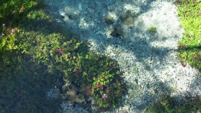 River coast dron bird view in Blue eye river, Albania. Green Seaweed leaves in Turquoise and green water river Bistrice scenic aerial view in Muzine, Finiq, Albania, Europe.
