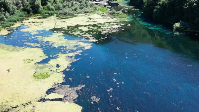 Underwater Kelp Forest dron bird view in Blue eye river, Albania. Green Seaweed leaves in Turquoise and green water scenic aerial view in Muzine, Finiq, Albania, Europe.