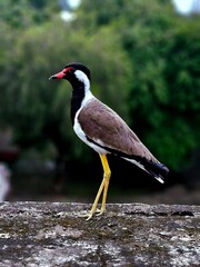 High-quality image of a Red-wattled Lapwing (Vanellus indicus), a striking bird species native to the Indian subcontinent.