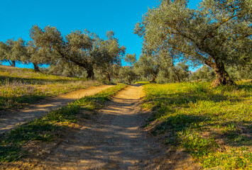 Olive trees in the countryside of Malaga, Spain