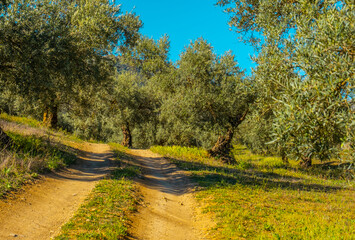 Olive trees in the countryside of Malaga, Spain