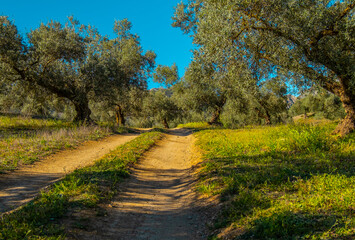 Fototapeta premium Olive trees in the countryside of Malaga, Spain