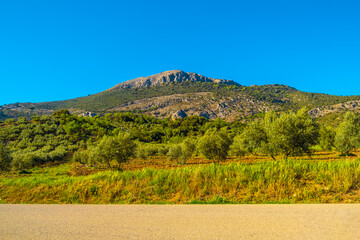 Olive trees in the countryside of Malaga, Spain