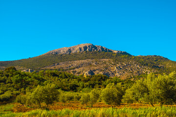 Olive trees in the countryside of Malaga, Spain