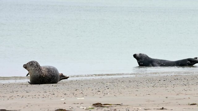 Seehund, Phoca vitulina, Helgoland
