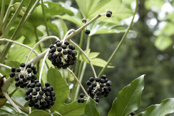 close up small black fruit of the fatsia japonica