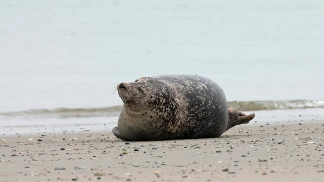Seehund, Phoca vitulina, Helgoland
