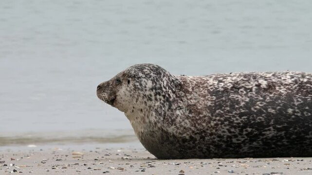 Seehund, Phoca vitulina, Helgoland

