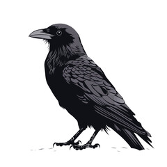 Fototapeta premium Crow image. Black crow isolated on white background. Illustration of a crow. Vector illustration.