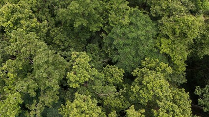 Aerial view the Tropical forest Healthy environment green tone 