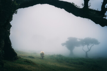 Fine art Fanal Forest in Madeira, Portugal, with a cow grazing, on a misty day