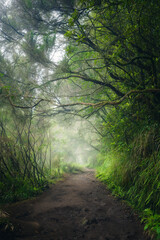 Hiking trail along Levada do Caldeirão Verde, in Madeira, Portugal