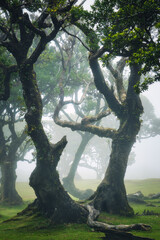 Laurel trees in the old growth forest of Fanal, in Madeira, Portugal