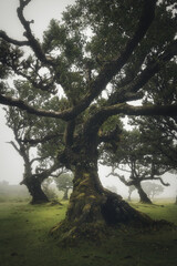 Mystical fairytale Fanal Forest Laurel in Madeira Island in Portugal