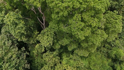 Naklejka premium Aerial view the Tropical forest Healthy environment green tone 