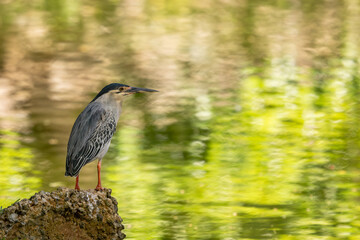 Striated Heron - Butorides striata, beautiful small heron from African and Asian marsches and fresh waters, Muritius island.
