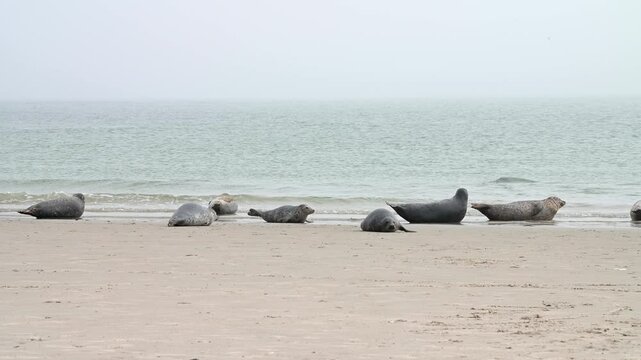Seehunde und Kegelrobben auf Helgoland