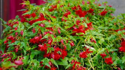 Lively summer street flowers background with rich colors, ideal for seasonal designs.