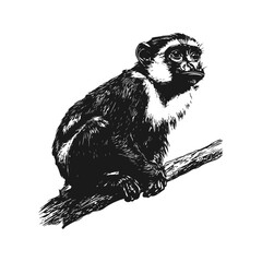 Vintage engraving isolated monkey colobus illustration. Black and white hand drawn vector image