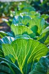 Lush Green Cabbage Leaves with Morning Dew at Eye Level