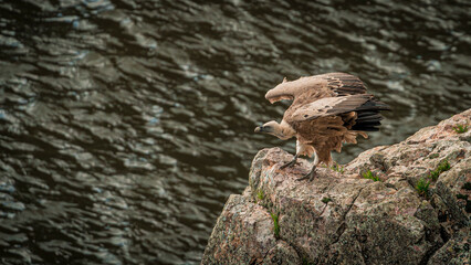 Stunning griffon vulture perched on a rock observing its surroundings