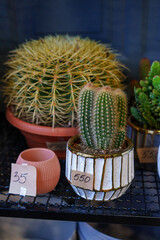 cactus in a pot